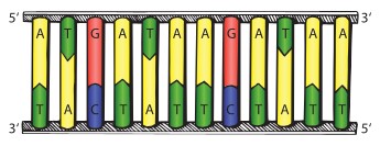 سلسلة DNA